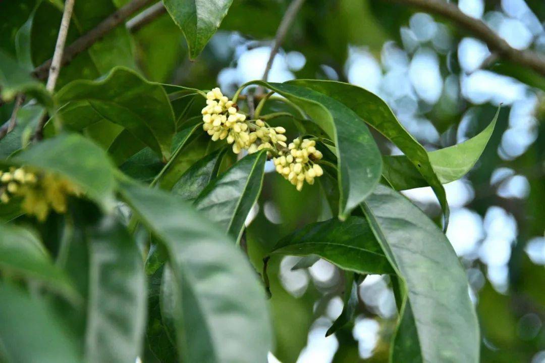 桂花飄香來蘇信校園感受詩意的秋