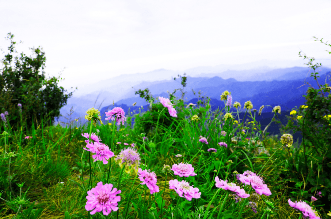 探秘百花山云海,赏房山自然生态地质奇观!