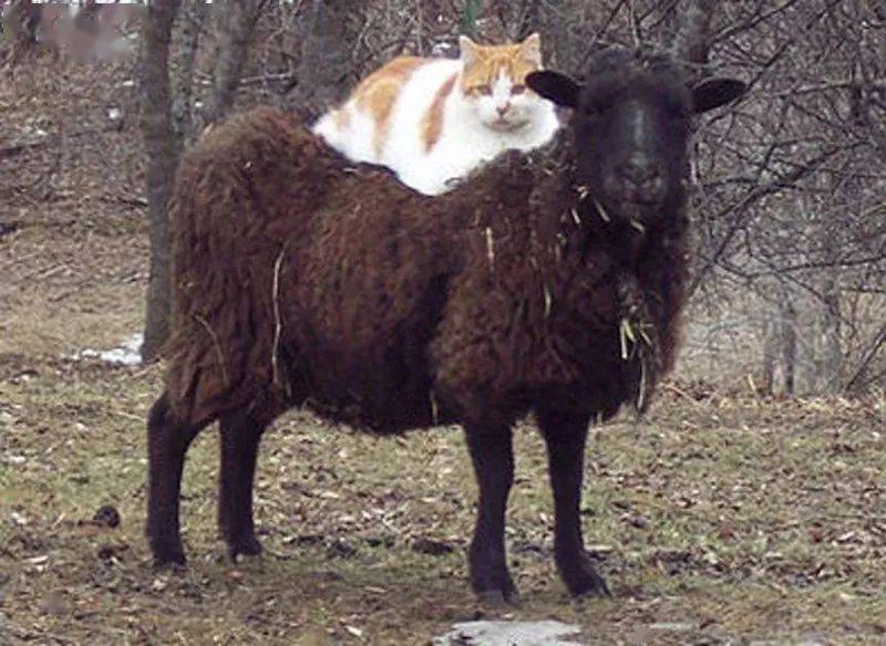 第一次见到猫和羊的组合也太有爱了吧