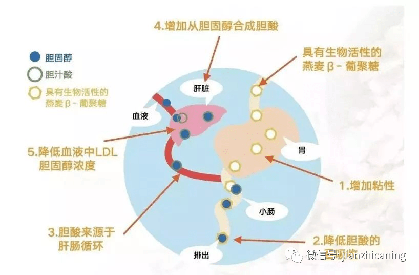 酵母葡聚糖對減肥,降糖降脂,抗氧化,調理身體的好處及功效作用_手機