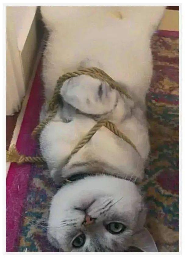 一根绳子怎么做能绑猫图片
