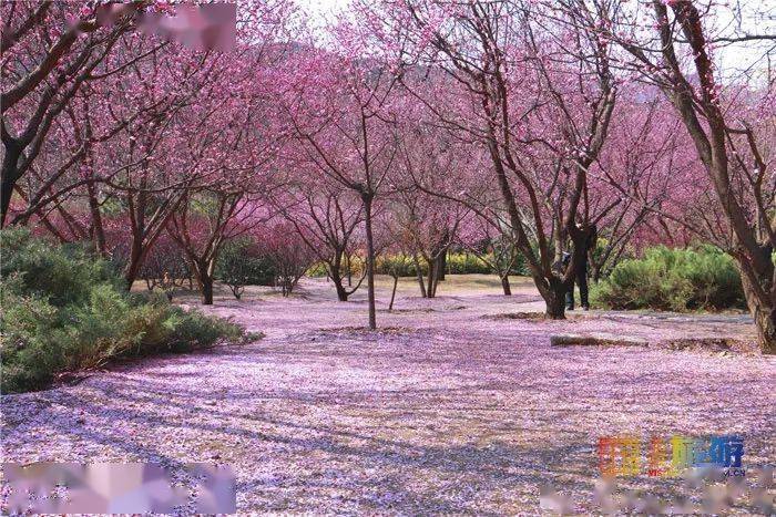 专访北京植物园园长贺然:努力打造国际一流植物园