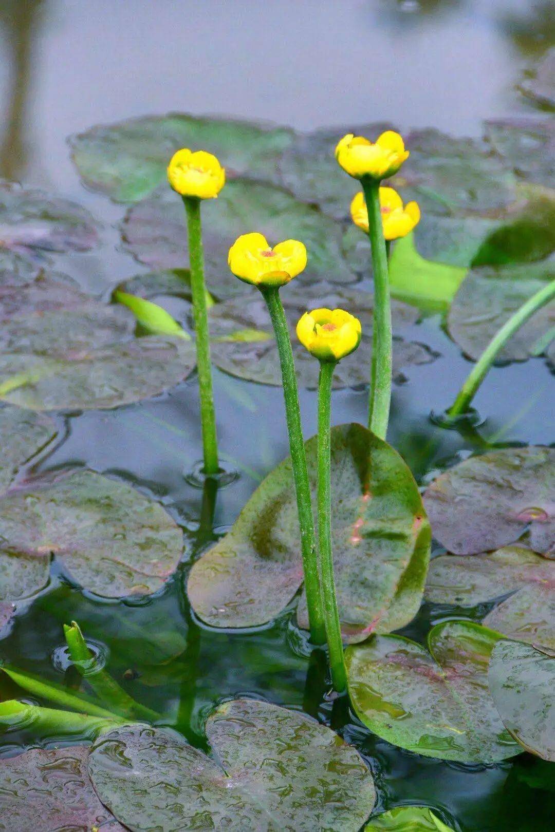 池塘中萍蓬草开出金黄娇俏的花来引得台长将她移栽回家