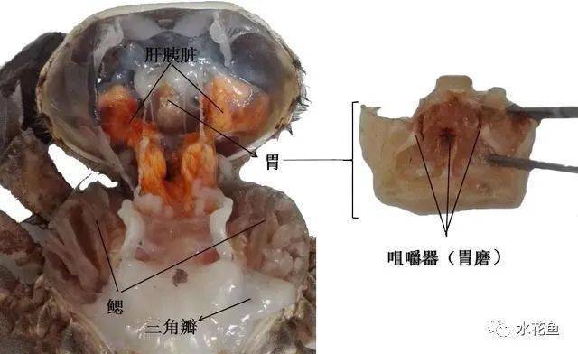 梭子蟹内部构造图图片