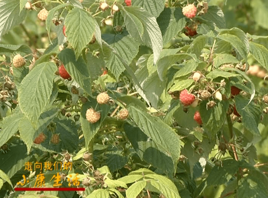 木耳樹莓小榛子,鼓了村民錢袋子