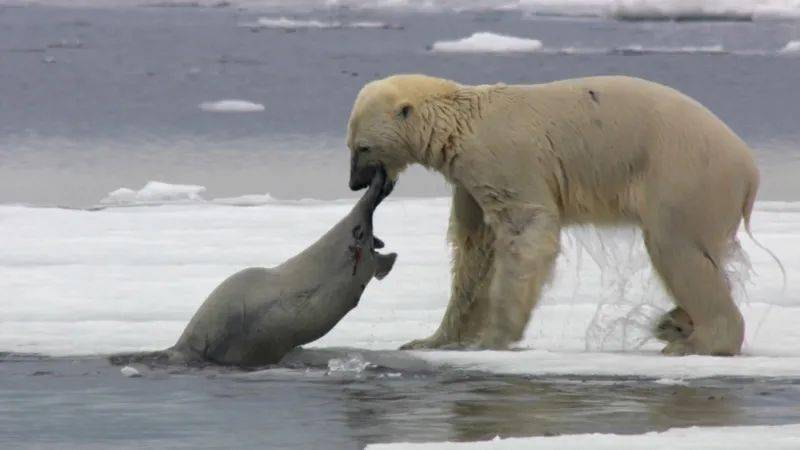 8分的纪录片,牛逼炸了,看过没有不被震撼的_海豹