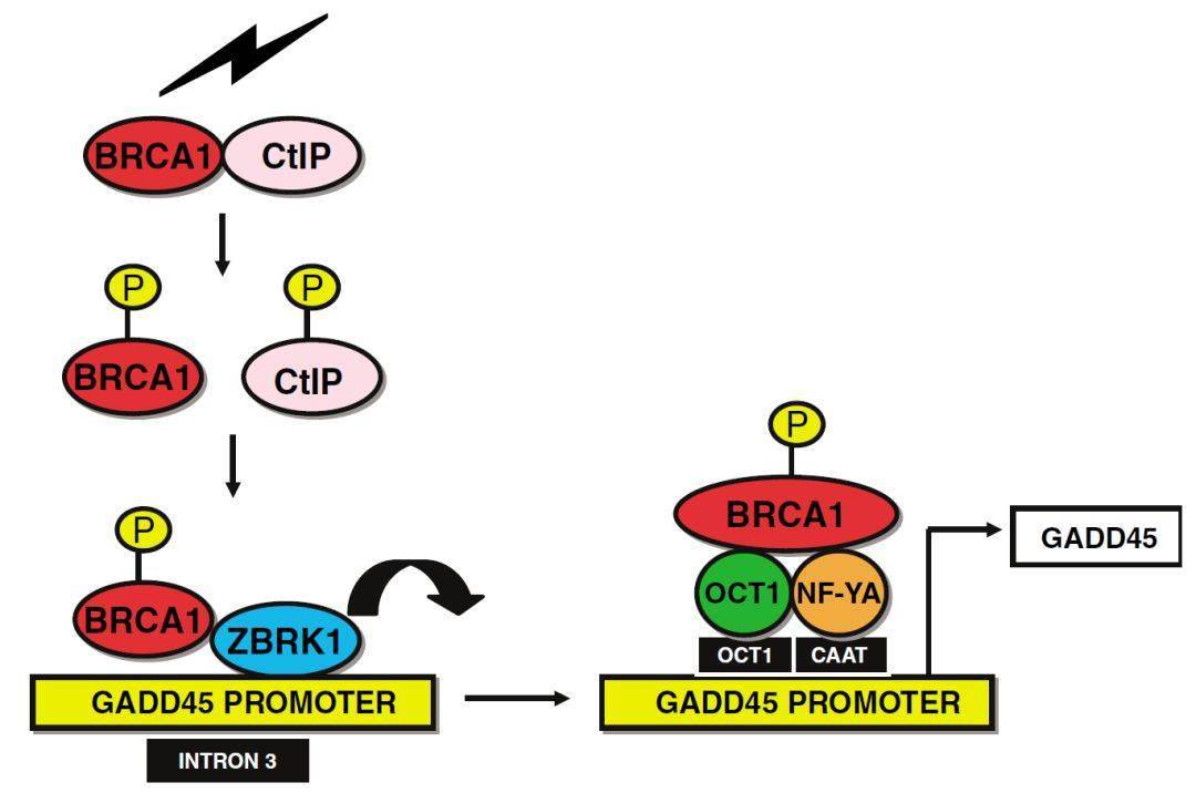 细胞信号通路详解之brca1信号通路