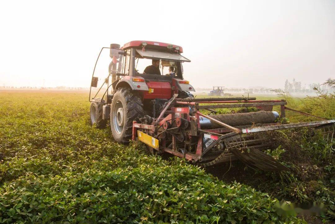 三农正阳晨光中忙碌机收花生