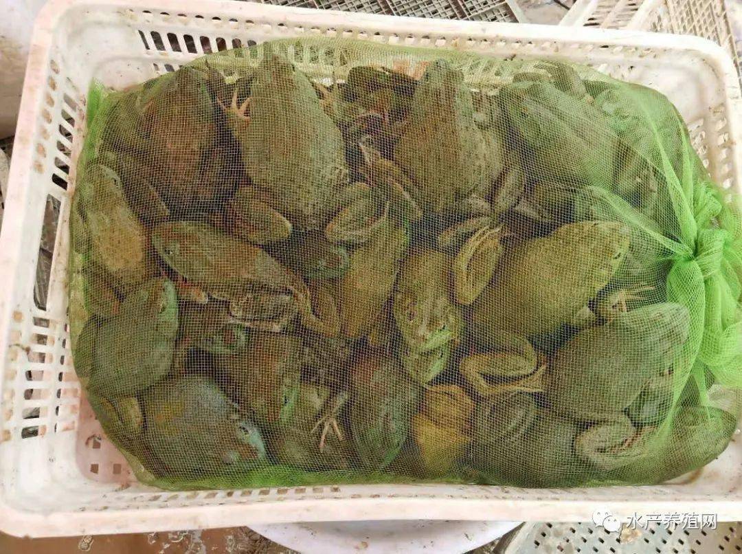 牛蛙虽火热,但这两个因素很可能让行业"暴雷"!