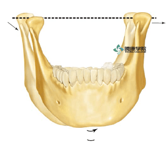 这一轨迹由上,下牙形态及牙弓间相互关系决定,另外髁突-关节盘-关节窝