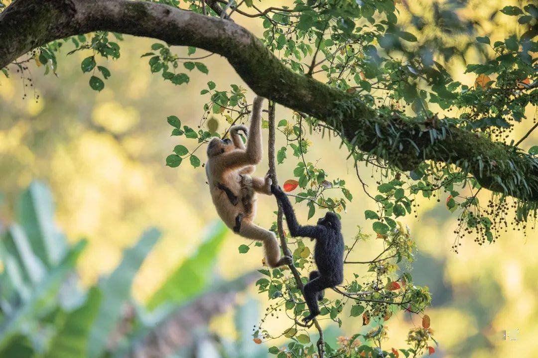 野生动物保护百余年,影像记录生命的力量