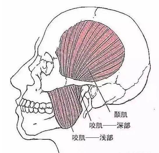 翼内肌图片图片