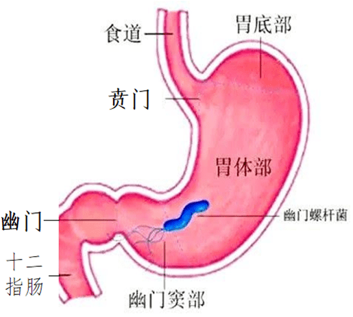 胃解剖位置描述图片