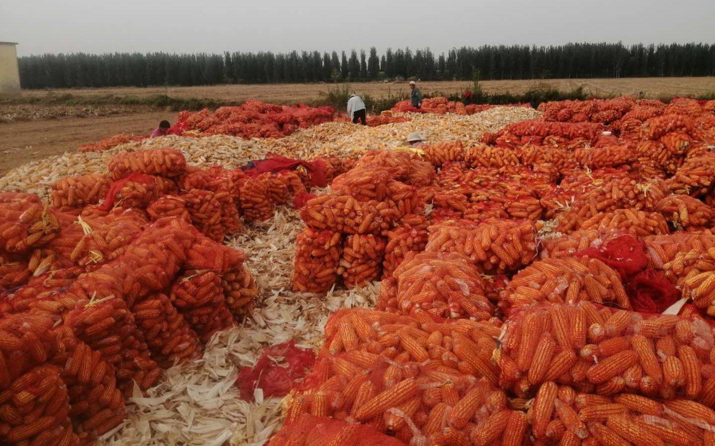 河南省秋收进度超七成秋播准备工作已陆续开始