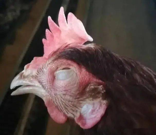 鸡呼吸道后控制不及时死亡增多关键在于对症下药