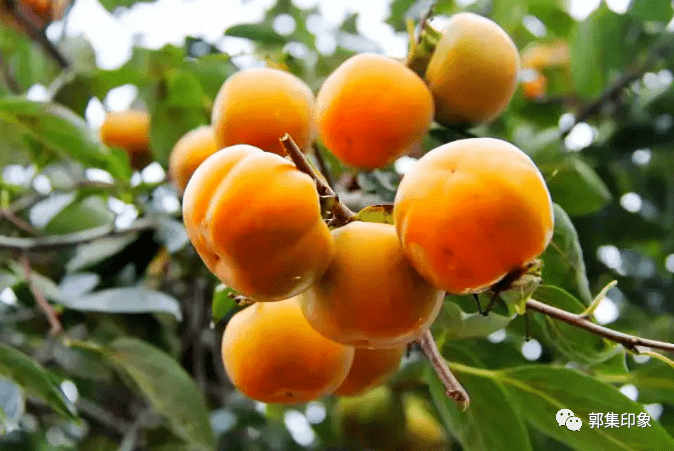 大郭集的"金柿闹秋",场面美得不像话,瞅着都眼馋!