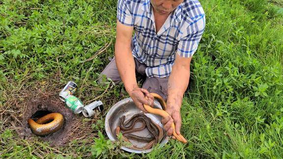四川农村大叔用啤酒抓鳝鱼这种方法我是头一次见效果超乎想象