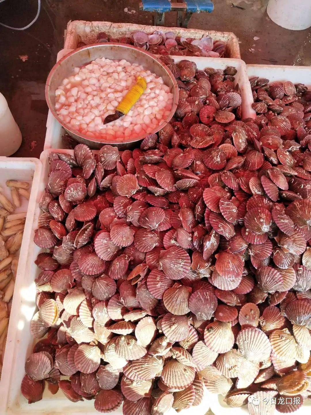 龙口这种海鲜上市!以前稀便宜,现在