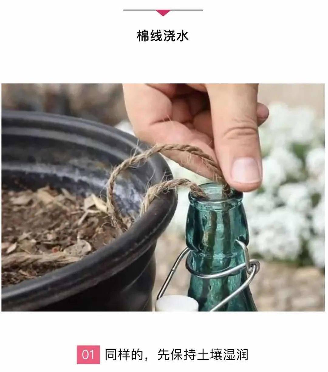 一个月不浇水,照样养出艳丽鲜花,不看就亏大了!