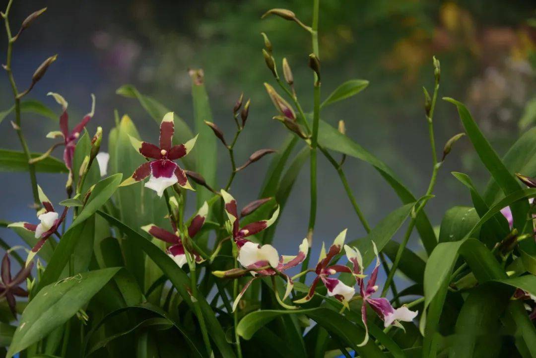 广东省韶关市市花图片