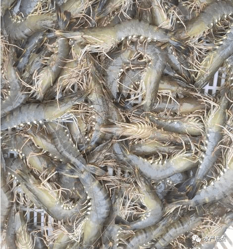 国内虾价最高涨3元/斤,印度大涨,厄瓜多尔虾业陷入混乱