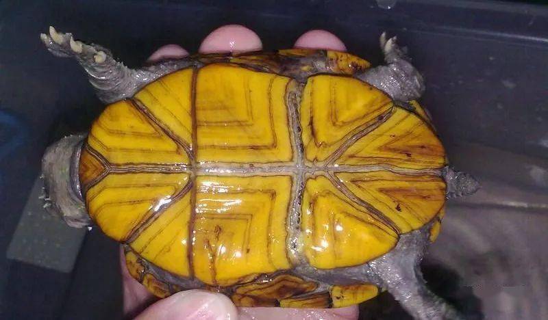 全网最全的果核泥龟的饲养繁殖经验及南北种的区别对比,养果核只看这