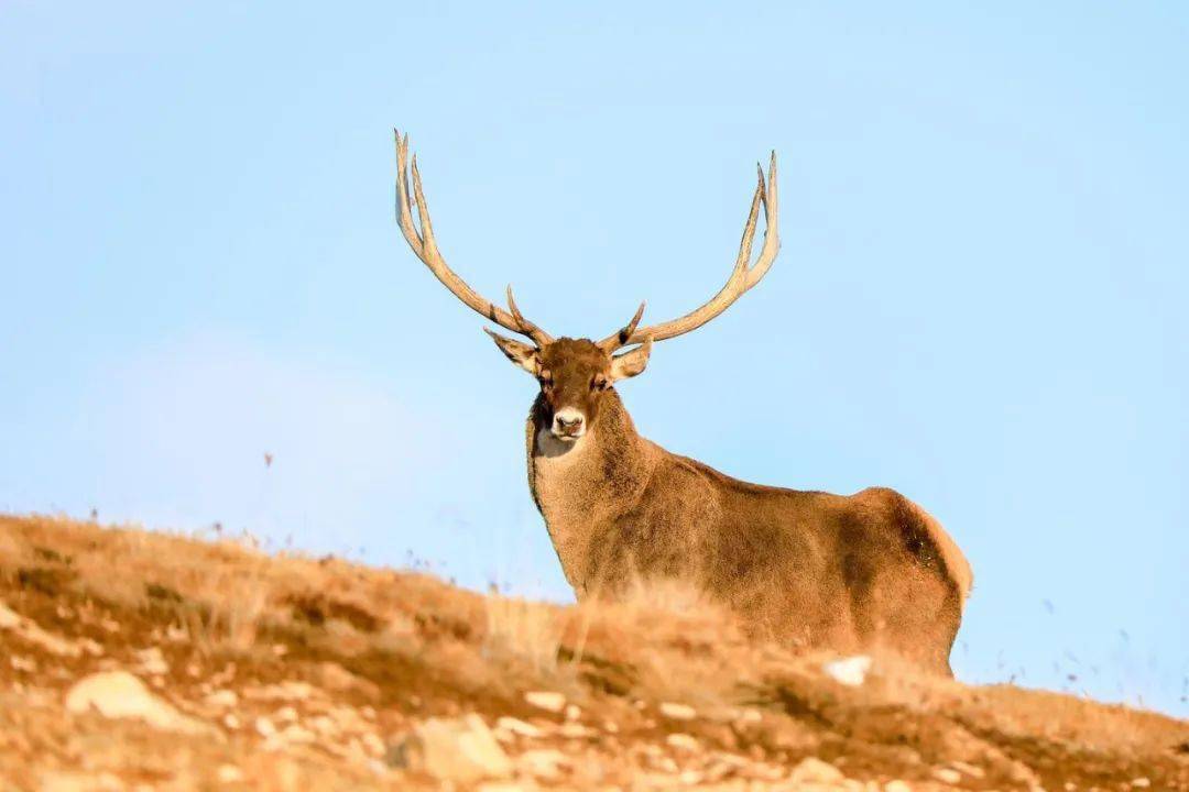 67【视频】张掖市肃南县发现国家一级保护动物白唇鹿特大种群_手机