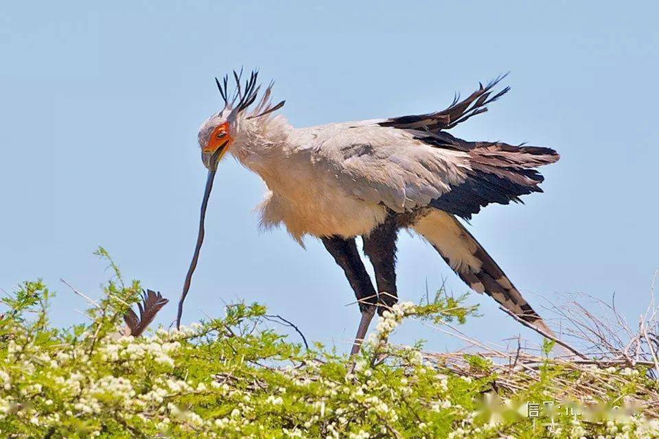大型陆栖猛禽蛇鹫