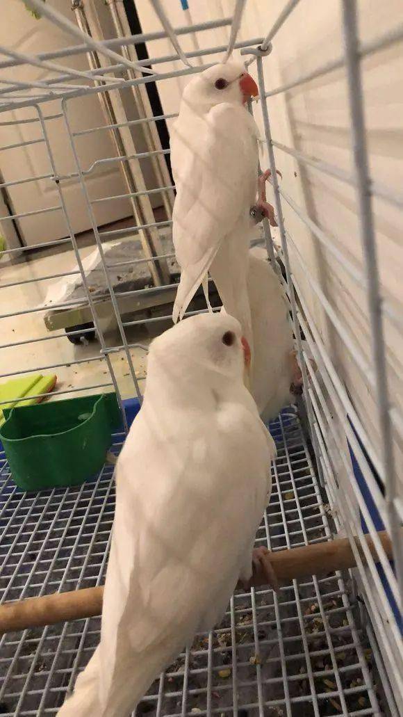 我国的本土鹦鹉月轮鹦鹉