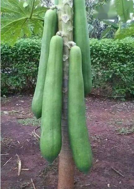 鼻子太抢眼了这根番薯容易让人产生一种错觉吃它就像是在吃手指帅气的