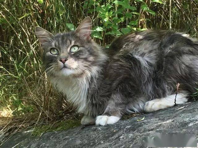 流浪猫屡受欺负,被母猫相中后有了靠山,还因此跟铲屎官搭上关系_西巴