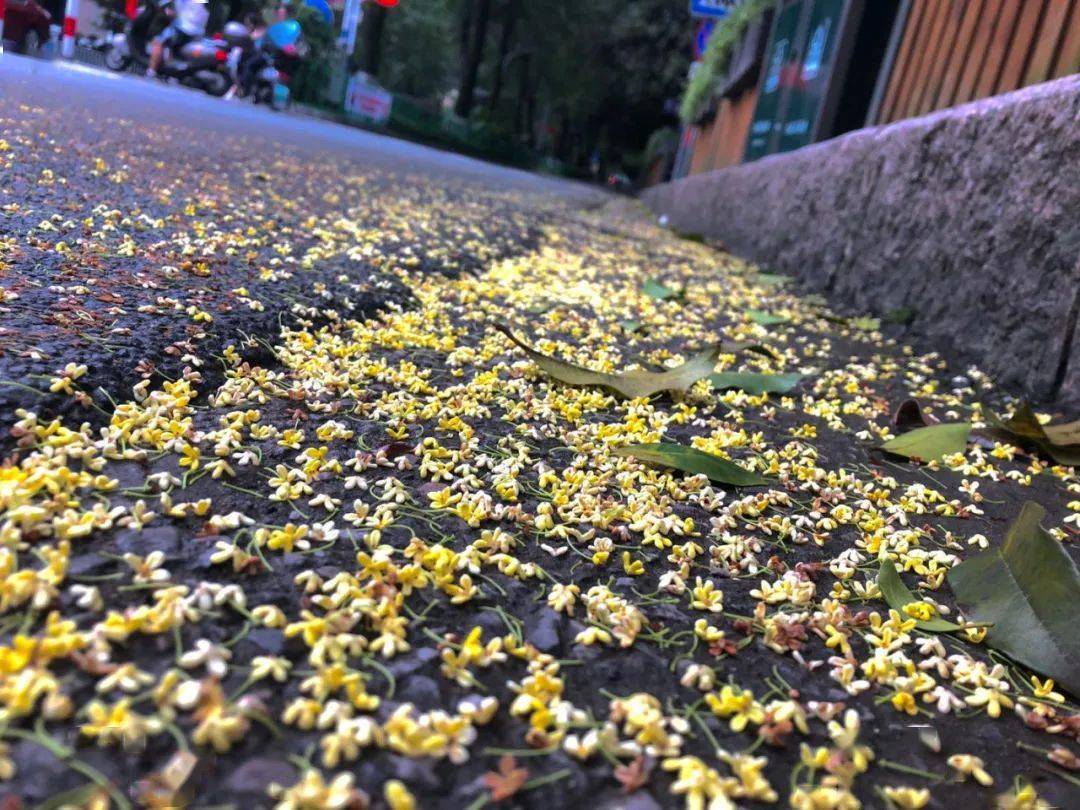 朋友圈刷屏!一场桂花雨,全世界都看清了桂林的真面目!_城市