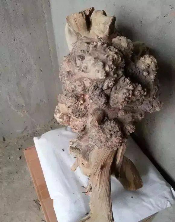 全面分析崖柏陈化瘤,老料瘤,生料瘤的区别,减少吃药概率!