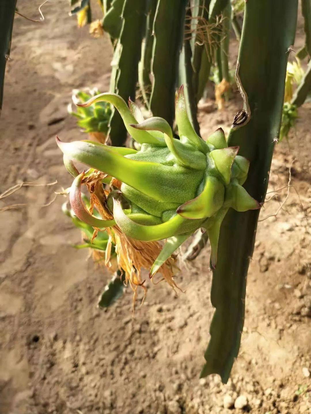 【绿源一景】火龙果成长记