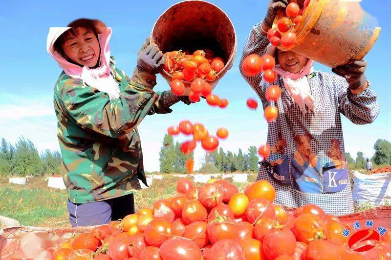 全县加工番茄喜获丰收