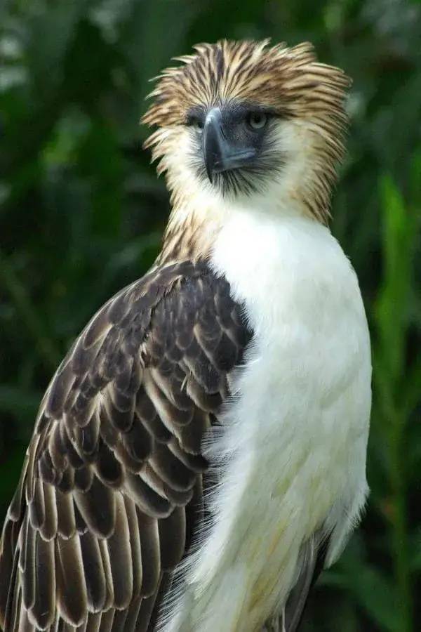 这些濒临灭绝物种清单上珍贵的动物照片令人印象深刻