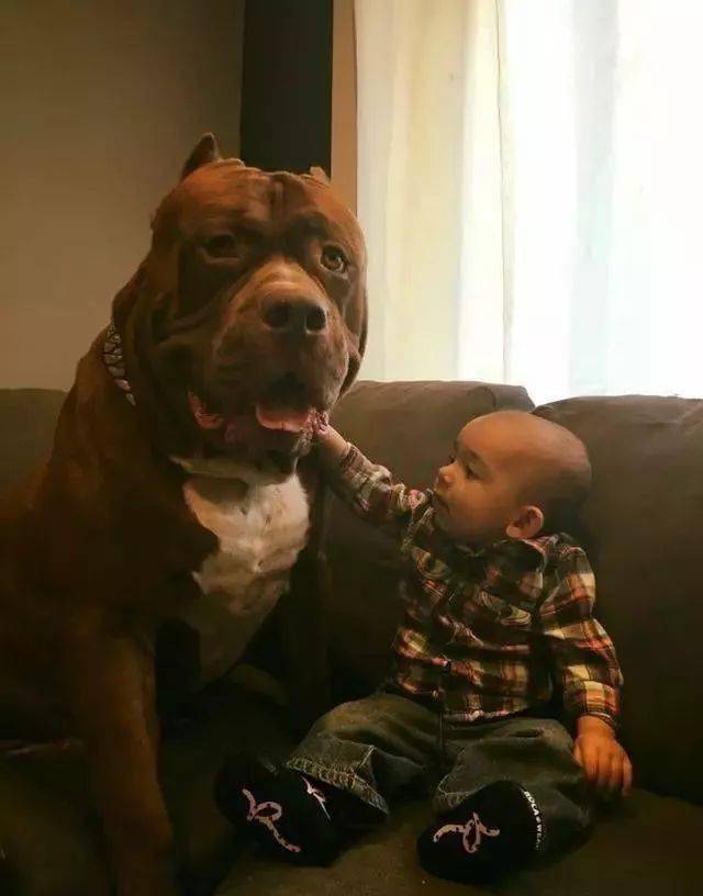 世界上最大的比特犬,160斤巨汉有着铁血柔情,最爱和小主人玩_训练