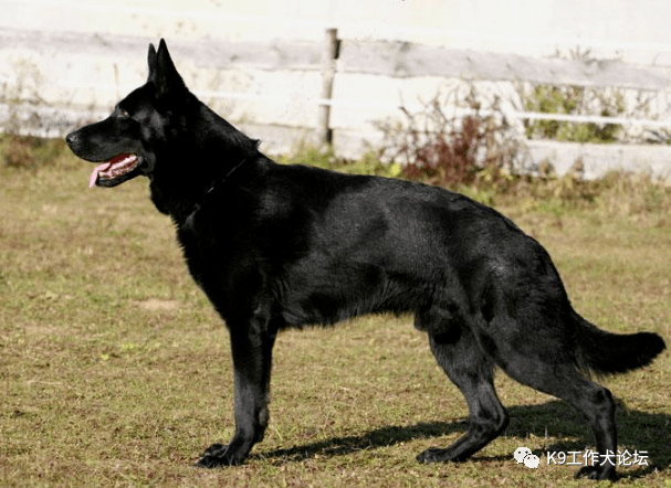 世界排名前50的纯黑东德牧羊犬