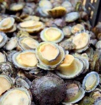 "将军帽"也是东平海中天然贝类,贝壳形状像古代将军官帽故被称为"将军