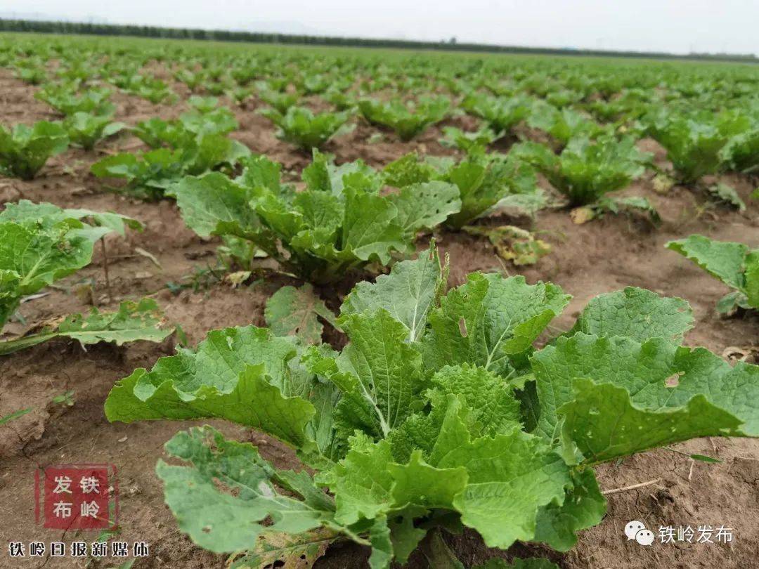 【增收】頭茬土豆二茬菜 農戶一畝地收入增9倍