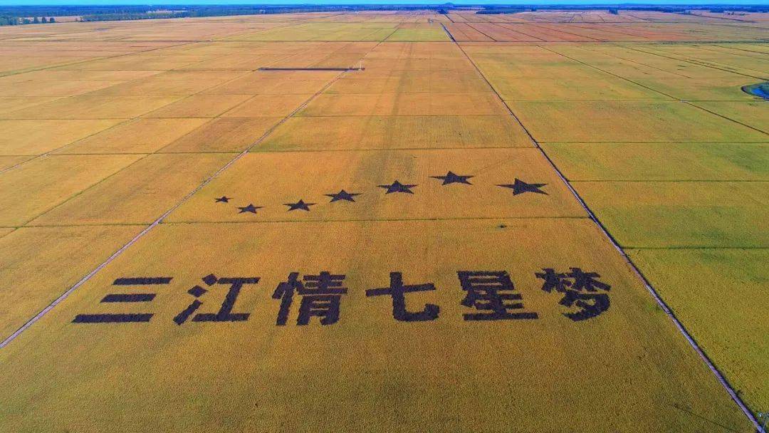 七星农场第三管理区种植户宋吉林今年种了300亩水稻,尽管遭遇台风,但