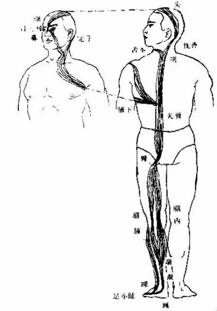 十二經筋_分支