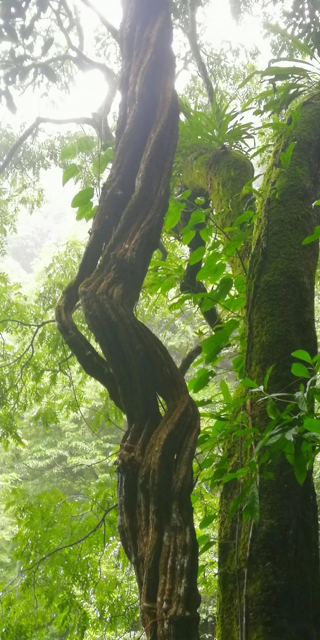 走游全州天湖之上这样的罕见藤树你见过吗