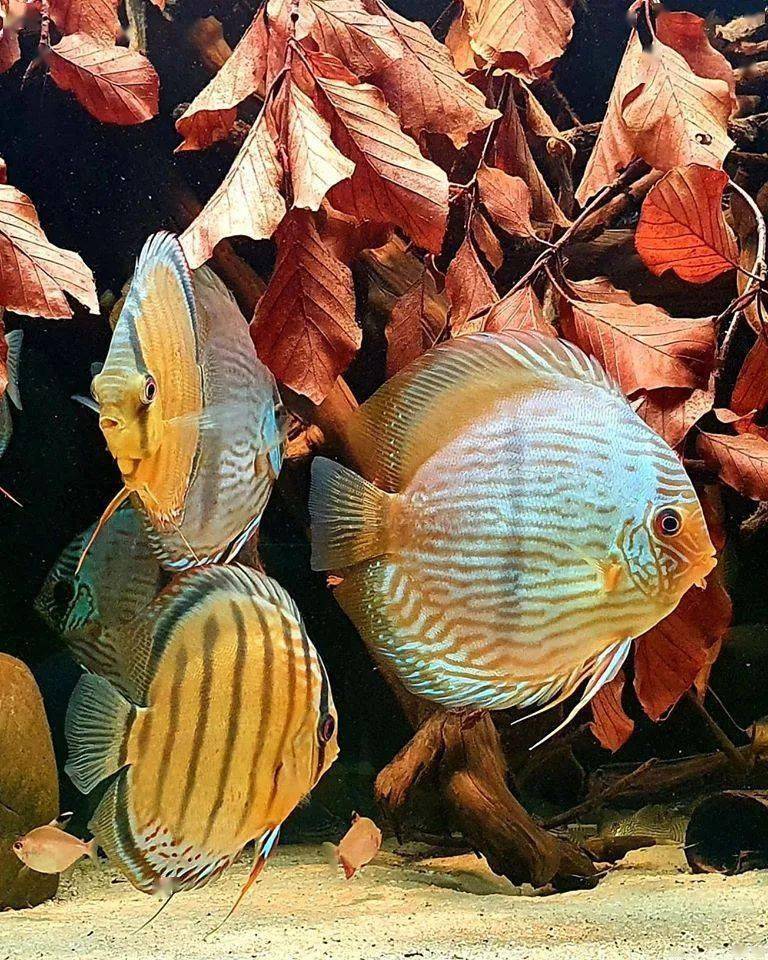 七彩神仙真乃百搭之王放哪都好看就是不能缸太小