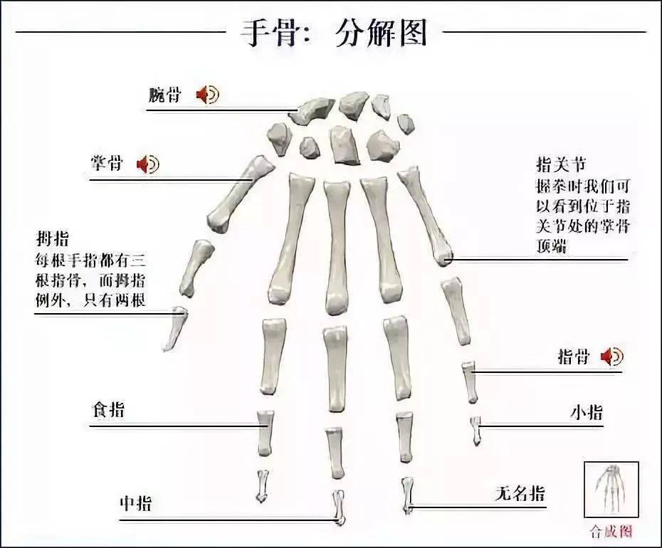 【伽约】从解剖学开始认识瑜伽:骨骼