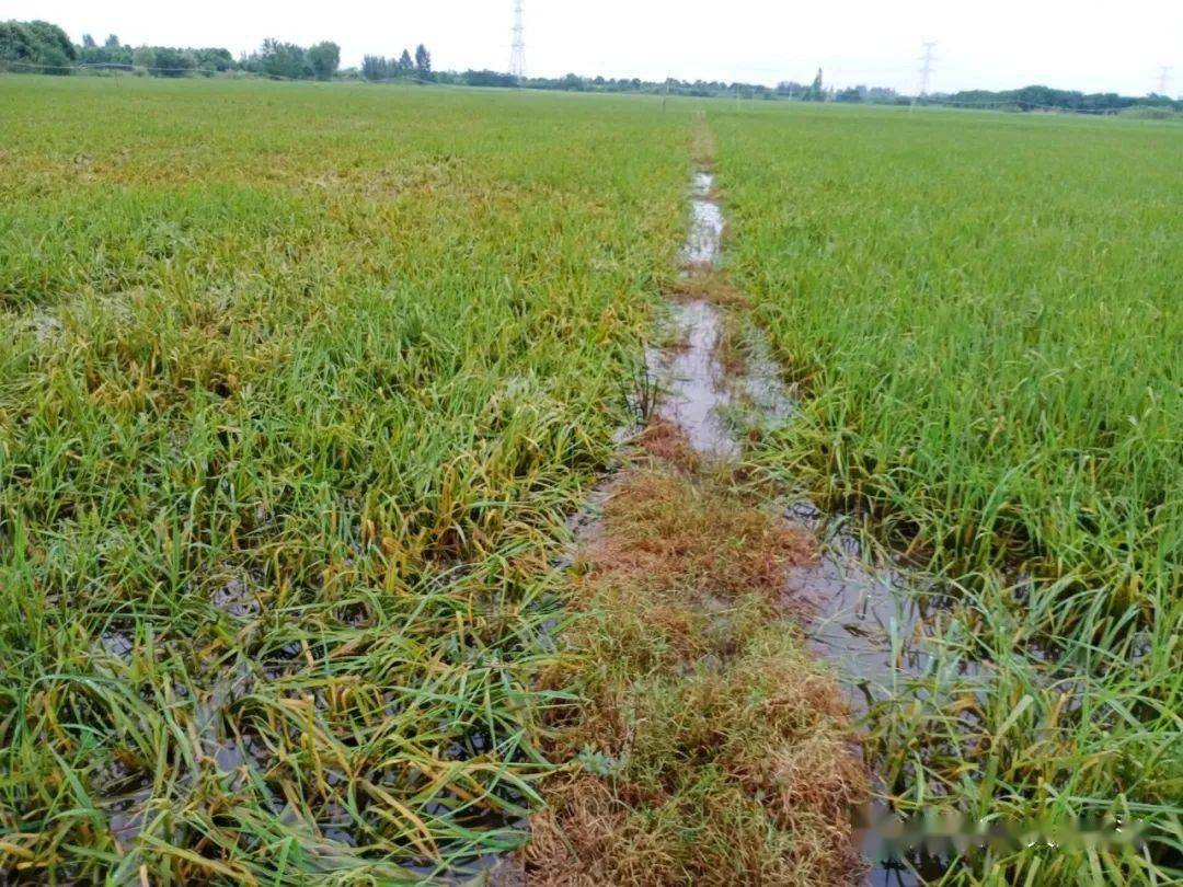 洪灾过后又逢连绵秋雨,朱湖抢救倒伏水稻_稻田