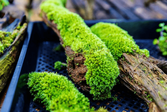 一抹苔色美了一方小院