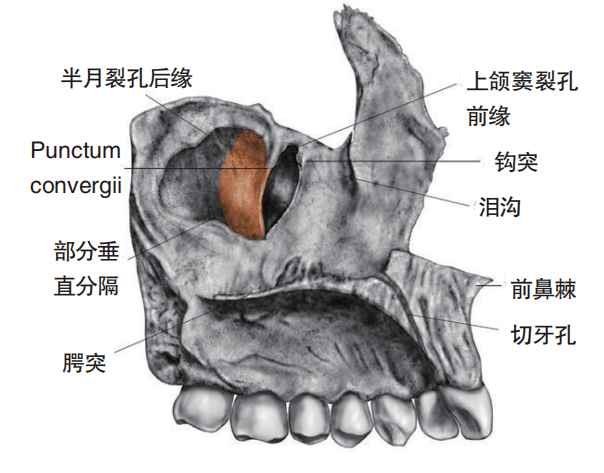 上颌窦解剖结构图片