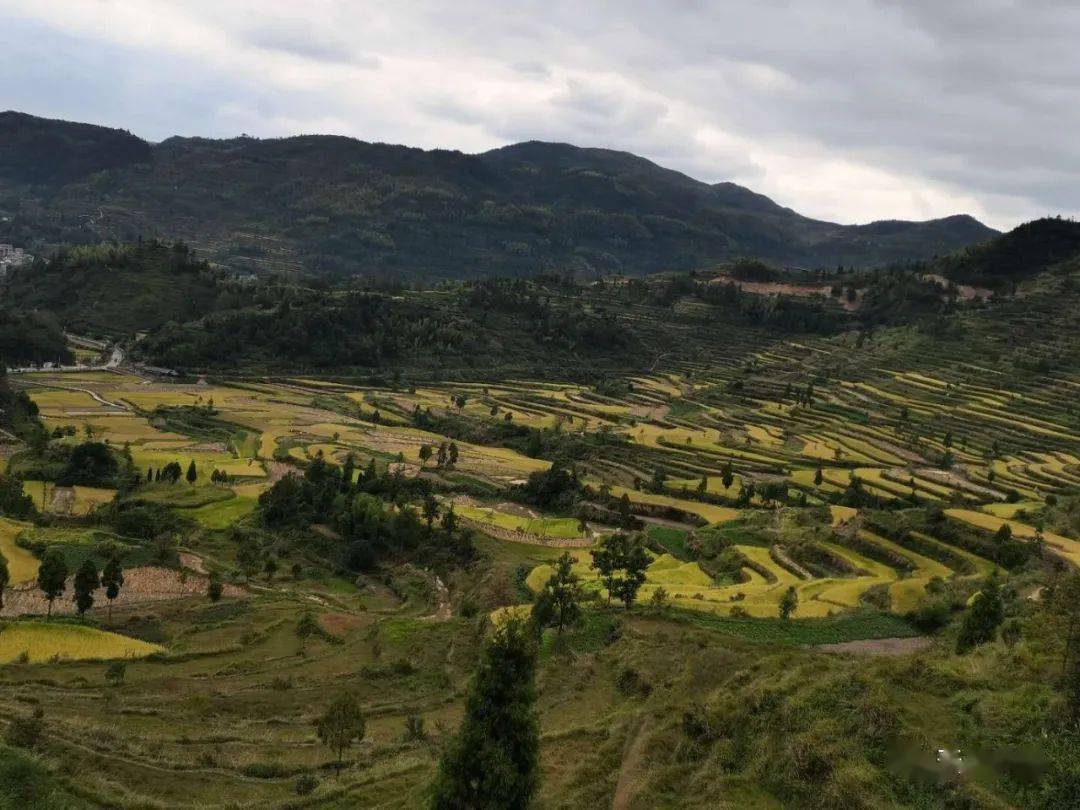 饫餍鹤啸隔空的一声归鸣,卧川方田洋溢的一片金黄.