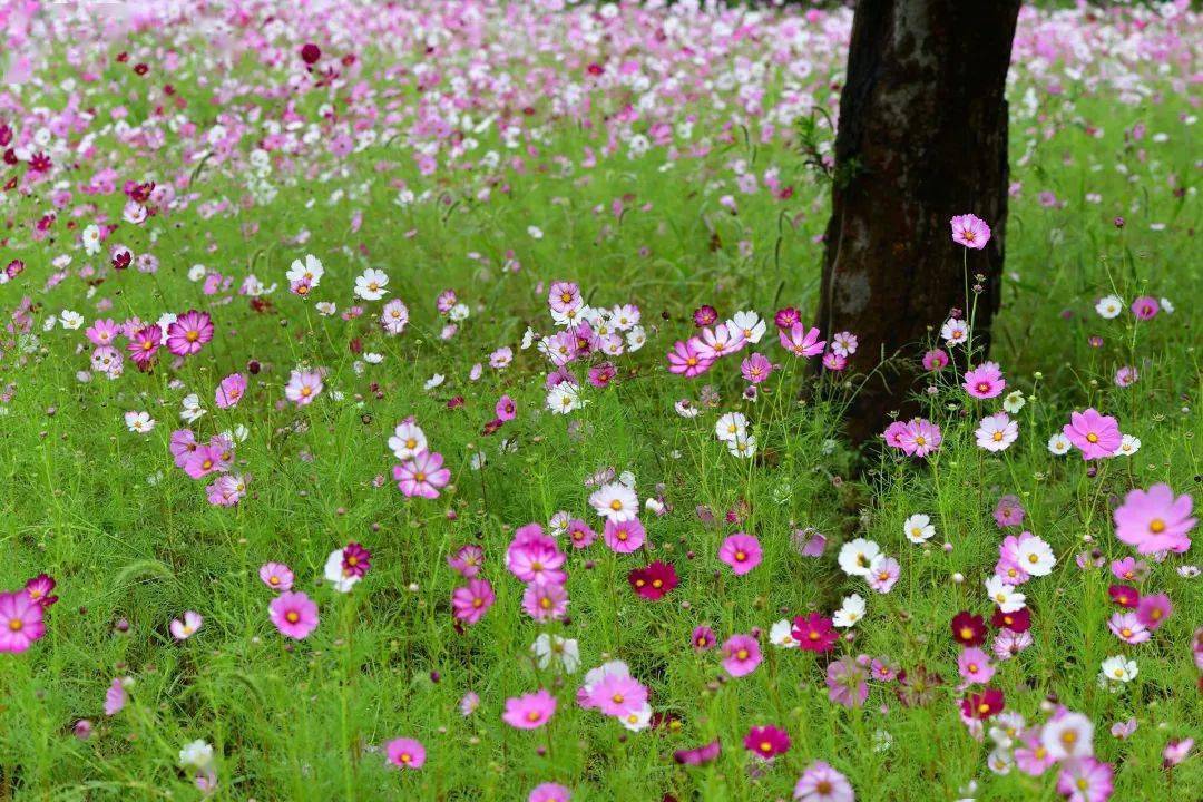 陽山再現花海打卡地又到格桑花開的季節金秋十月,陽光正好,微風不燥